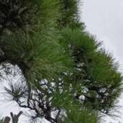 ヒメ日記 2025/09/13 21:32 投稿 斉藤恵 セレブショップ新宿（東京ハレ系）