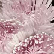 ヒメ日記 2025/09/14 07:15 投稿 斉藤恵 セレブショップ新宿（東京ハレ系）