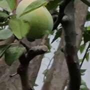 ヒメ日記 2025/09/15 00:45 投稿 斉藤恵 セレブショップ新宿（東京ハレ系）