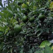 ヒメ日記 2025/09/16 06:17 投稿 斉藤恵 セレブショップ新宿（東京ハレ系）