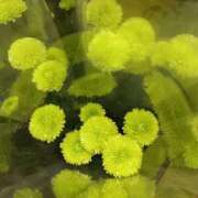 ヒメ日記 2025/09/16 22:02 投稿 斉藤恵 セレブショップ新宿（東京ハレ系）