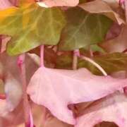 ヒメ日記 2025/09/17 07:15 投稿 斉藤恵 セレブショップ新宿（東京ハレ系）