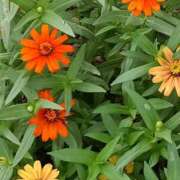 ヒメ日記 2025/09/17 17:45 投稿 斉藤恵 セレブショップ新宿（東京ハレ系）