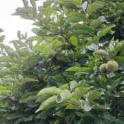 ヒメ日記 2025/09/18 10:59 投稿 斉藤恵 セレブショップ新宿（東京ハレ系）