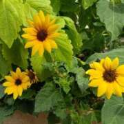 ヒメ日記 2025/09/21 05:45 投稿 斉藤恵 セレブショップ新宿（東京ハレ系）