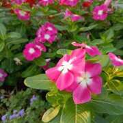 ヒメ日記 2025/09/21 07:15 投稿 斉藤恵 セレブショップ新宿（東京ハレ系）