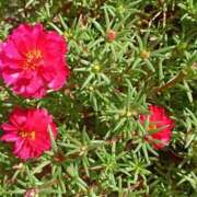 ヒメ日記 2025/09/25 06:20 投稿 斉藤恵 セレブショップ新宿（東京ハレ系）