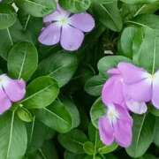 ヒメ日記 2025/09/26 00:38 投稿 斉藤恵 セレブショップ新宿（東京ハレ系）