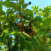 ヒメ日記 2025/09/26 19:15 投稿 斉藤恵 セレブショップ新宿（東京ハレ系）