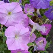 ヒメ日記 2025/10/01 18:27 投稿 斉藤恵 セレブショップ新宿（東京ハレ系）