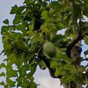 ヒメ日記 2025/10/03 05:53 投稿 斉藤恵 セレブショップ新宿（東京ハレ系）