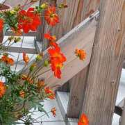 ヒメ日記 2025/10/04 00:30 投稿 斉藤恵 セレブショップ新宿（東京ハレ系）