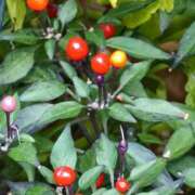 ヒメ日記 2025/10/05 23:56 投稿 斉藤恵 セレブショップ新宿（東京ハレ系）