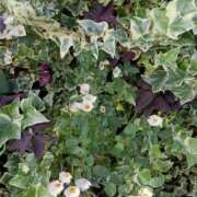 ヒメ日記 2025/10/08 05:34 投稿 斉藤恵 セレブショップ新宿（東京ハレ系）