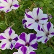 ヒメ日記 2025/10/10 06:00 投稿 斉藤恵 セレブショップ新宿（東京ハレ系）