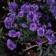 ヒメ日記 2025/10/11 00:06 投稿 斉藤恵 セレブショップ新宿（東京ハレ系）