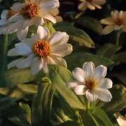 ヒメ日記 2025/10/11 20:59 投稿 斉藤恵 セレブショップ新宿（東京ハレ系）