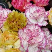 ヒメ日記 2025/10/12 18:31 投稿 斉藤恵 セレブショップ新宿（東京ハレ系）