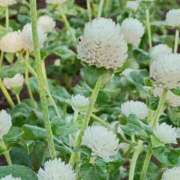 ヒメ日記 2025/10/13 06:15 投稿 斉藤恵 セレブショップ新宿（東京ハレ系）