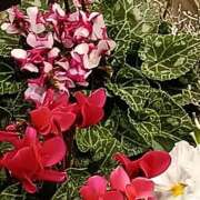 ヒメ日記 2025/10/14 16:34 投稿 斉藤恵 セレブショップ新宿（東京ハレ系）