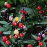 ヒメ日記 2025/10/15 05:35 投稿 斉藤恵 セレブショップ新宿（東京ハレ系）