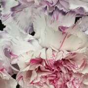 ヒメ日記 2025/10/15 07:15 投稿 斉藤恵 セレブショップ新宿（東京ハレ系）