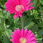 ヒメ日記 2025/10/16 12:19 投稿 斉藤恵 セレブショップ新宿（東京ハレ系）