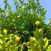 ヒメ日記 2025/10/18 08:01 投稿 斉藤恵 セレブショップ新宿（東京ハレ系）