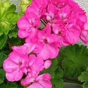 ヒメ日記 2025/10/19 06:00 投稿 斉藤恵 セレブショップ新宿（東京ハレ系）