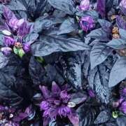 ヒメ日記 2025/10/19 07:15 投稿 斉藤恵 セレブショップ新宿（東京ハレ系）