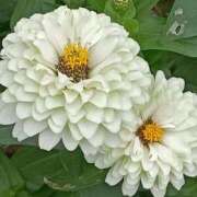 ヒメ日記 2025/10/20 06:02 投稿 斉藤恵 セレブショップ新宿（東京ハレ系）