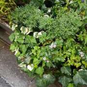 ヒメ日記 2025/10/20 10:30 投稿 斉藤恵 セレブショップ新宿（東京ハレ系）