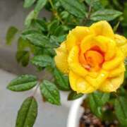 ヒメ日記 2025/10/22 06:00 投稿 斉藤恵 セレブショップ新宿（東京ハレ系）