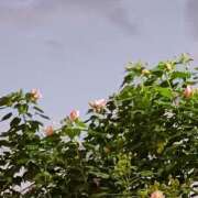 ヒメ日記 2025/10/24 06:00 投稿 斉藤恵 セレブショップ新宿（東京ハレ系）