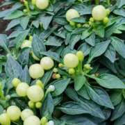 ヒメ日記 2025/10/25 06:15 投稿 斉藤恵 セレブショップ新宿（東京ハレ系）