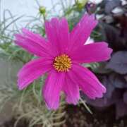 ヒメ日記 2025/10/28 06:00 投稿 斉藤恵 セレブショップ新宿（東京ハレ系）