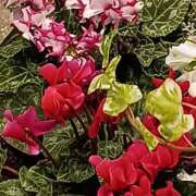 ヒメ日記 2025/10/28 20:18 投稿 斉藤恵 セレブショップ新宿（東京ハレ系）