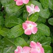 ヒメ日記 2025/10/31 20:05 投稿 斉藤恵 セレブショップ新宿（東京ハレ系）