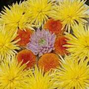 ヒメ日記 2025/11/01 08:00 投稿 斉藤恵 セレブショップ新宿（東京ハレ系）