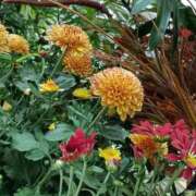 ヒメ日記 2025/11/02 07:15 投稿 斉藤恵 セレブショップ新宿（東京ハレ系）