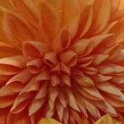 ヒメ日記 2025/11/02 18:30 投稿 斉藤恵 セレブショップ新宿（東京ハレ系）