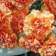 ヒメ日記 2025/11/02 21:09 投稿 斉藤恵 セレブショップ新宿（東京ハレ系）