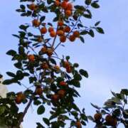 ヒメ日記 2025/11/03 06:00 投稿 斉藤恵 セレブショップ新宿（東京ハレ系）