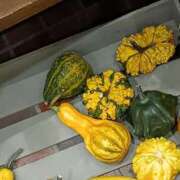 ヒメ日記 2025/11/03 17:45 投稿 斉藤恵 セレブショップ新宿（東京ハレ系）