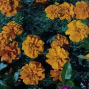 ヒメ日記 2025/11/04 06:00 投稿 斉藤恵 セレブショップ新宿（東京ハレ系）