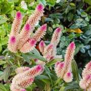 ヒメ日記 2025/11/04 10:15 投稿 斉藤恵 セレブショップ新宿（東京ハレ系）