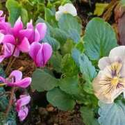 ヒメ日記 2025/11/04 14:18 投稿 斉藤恵 セレブショップ新宿（東京ハレ系）