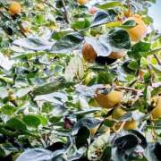 ヒメ日記 2025/11/05 06:00 投稿 斉藤恵 セレブショップ新宿（東京ハレ系）