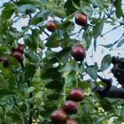 ヒメ日記 2025/11/06 06:00 投稿 斉藤恵 セレブショップ新宿（東京ハレ系）