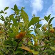 ヒメ日記 2025/11/07 11:16 投稿 斉藤恵 セレブショップ新宿（東京ハレ系）